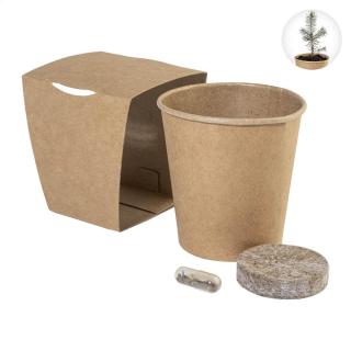 MerryGrow Christmas tree growing kit 