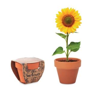 SUNFLOWER Terracotta-Topf Sonnenblume 