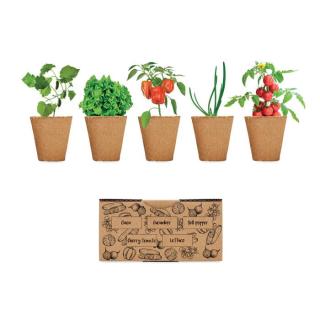 Salad growing kit 