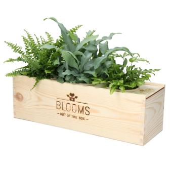 Plant box green 