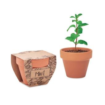 MINT POT Terracotta pot mint seeds Timber