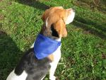 Rex Hundehalsband Blau