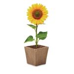 SUNFLOWER KIT Sunflower growing kit Fawn