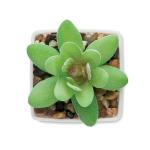 ARTIGRAP Mini artificial plant White