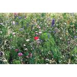 SEEDLOPEBEE Flowers mix seeds in envelope Fawn