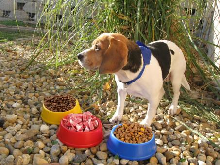 Puppy dog bowl Red