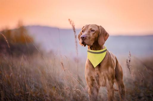 Lurex Reflektierendes Hundehalsband Gelb