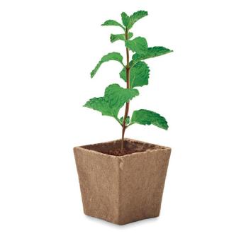 MINT KIT Pflanz-Set Minze Beige