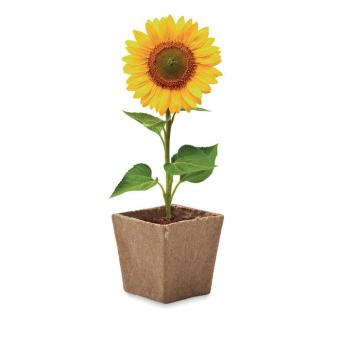 SUNFLOWER KIT Sunflower growing kit Fawn