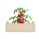 Tomato kit in wooden crate Timber