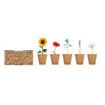 FLOWERS Saat-Set Sommerblumen Beige