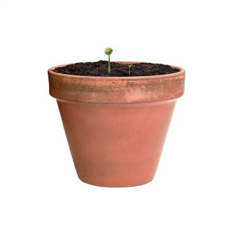 Flobba Samenkugel Natur