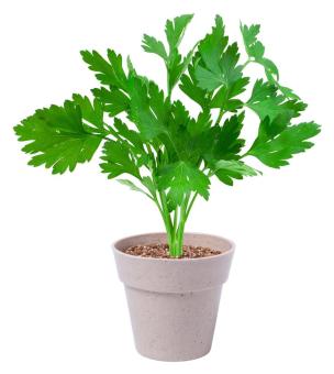 Nertel herb pot set Nature