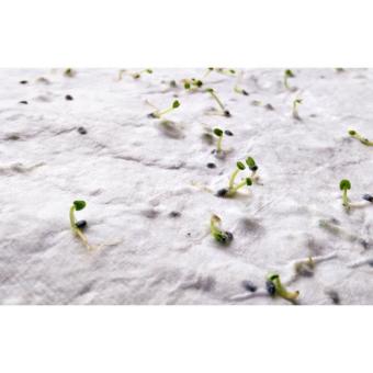 ASIDI DIN A4 Wildblumen-Samenpapier Weiß