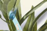 PlantTag custom plant label White