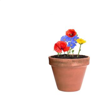 Flobba Samenkugel Natur